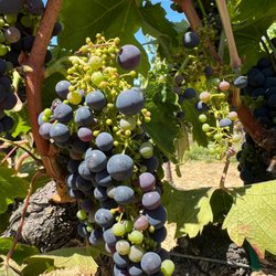 Sonoma Wine Rides