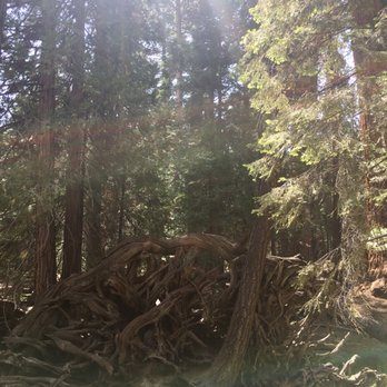 Trail of 100 Giants - Hiking Near Me - Springville, California Trail of 100 Giants - Hiking Near Me - Springville, California