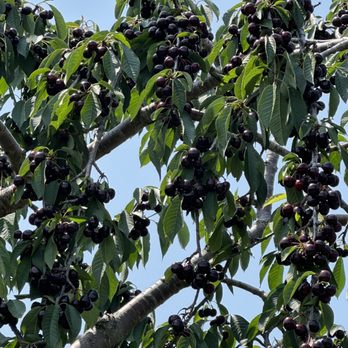 Schartner's Farm Market - a tree full of cherries - Fruits & Veggies Near Me - Egg Harbor, Wisconsin Schartner's Farm Market - a tree full of cherries - Fruits & Veggies Near Me - Egg Harbor, Wisconsin