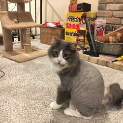 The Pet Spa - Bill the happy boy!
