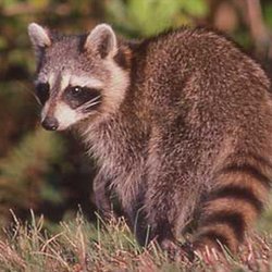 Stateline Animal Control