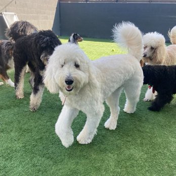 Bark Collective - Pepper playing at bark collective - Dog Walkers Near Me - Costa Mesa, California
