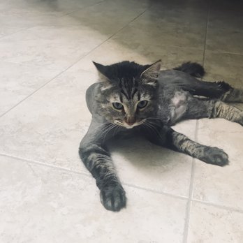 Fantasy Pet Grooming - Pet Groomers Near Me - Missouri City, Texas