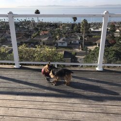 24/7 Pet Sitting & Transport Services