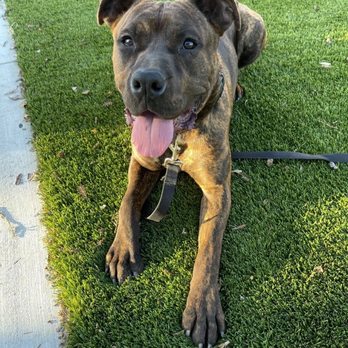 A Happy Pet Tail - Pet Boarding Near Me - Gilroy, California