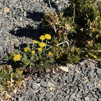 Brightview - The weed is flourishing, but the plant looks terrible - Snow Removal Near Me - Reno, Nevada Brightview - The weed is flourishing, but the plant looks terrible - Snow Removal Near Me - Reno, Nevada