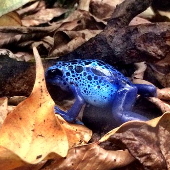 Shedd Aquarium - Bright Blue Frog - Aquariums Near Me - Chicago, Illinois Shedd Aquarium - Bright Blue Frog - Aquariums Near Me - Chicago, Illinois