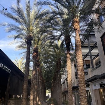 Scottsdale Quarter - Palm trees - Shopping Centers Near Me - Scottsdale, Arizona