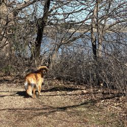 Boomer Lake - Lake view