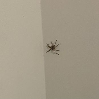Pegasus Residential - Spider - Property Management Near Me - Alpharetta, Georgia