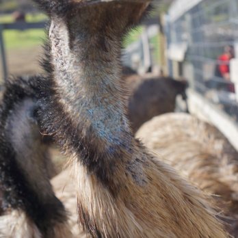 Ostrichland USA - Attraction Farms Near Me - Solvang, California