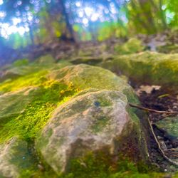 Cedar Ridge Preserve