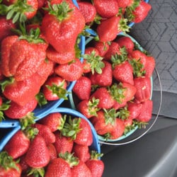 Luang Weun Jao &  Fey N Saechao Farmers - STRAWBERRIES
