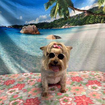 Lux Dogs - Yorkshire Terrier - Pet Groomers Near Me Lux Dogs - Yorkshire Terrier - Pet Groomers Near Me
