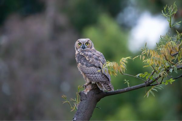 Sepulveda Basin Wildlife Reserve by null