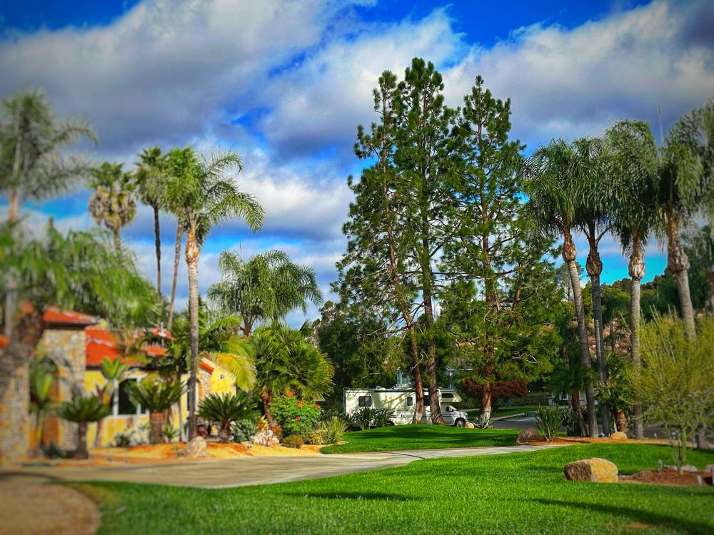 CM Precision Tree and Landscape Maintenance - tree service in San Diego, CA
