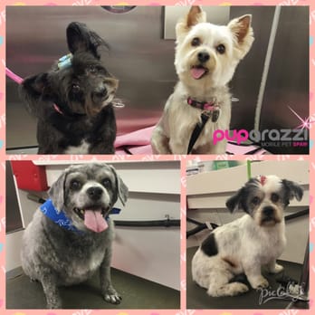 Puparazzi Mobile Pet Spaw - Pet Groomers Near Me - Surprise, Arizona Puparazzi Mobile Pet Spaw - Pet Groomers Near Me - Surprise, Arizona
