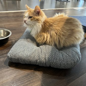 Cat Haven Lounge - Themed Cafes Near Me - Katy, Texas Cat Haven Lounge - Themed Cafes Near Me - Katy, Texas