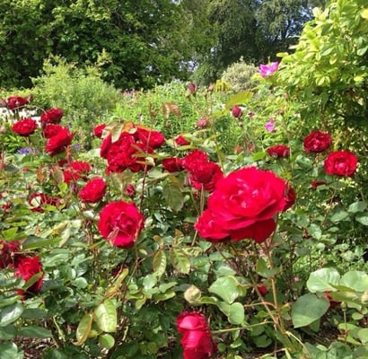 Rathmullan House Hotel by null