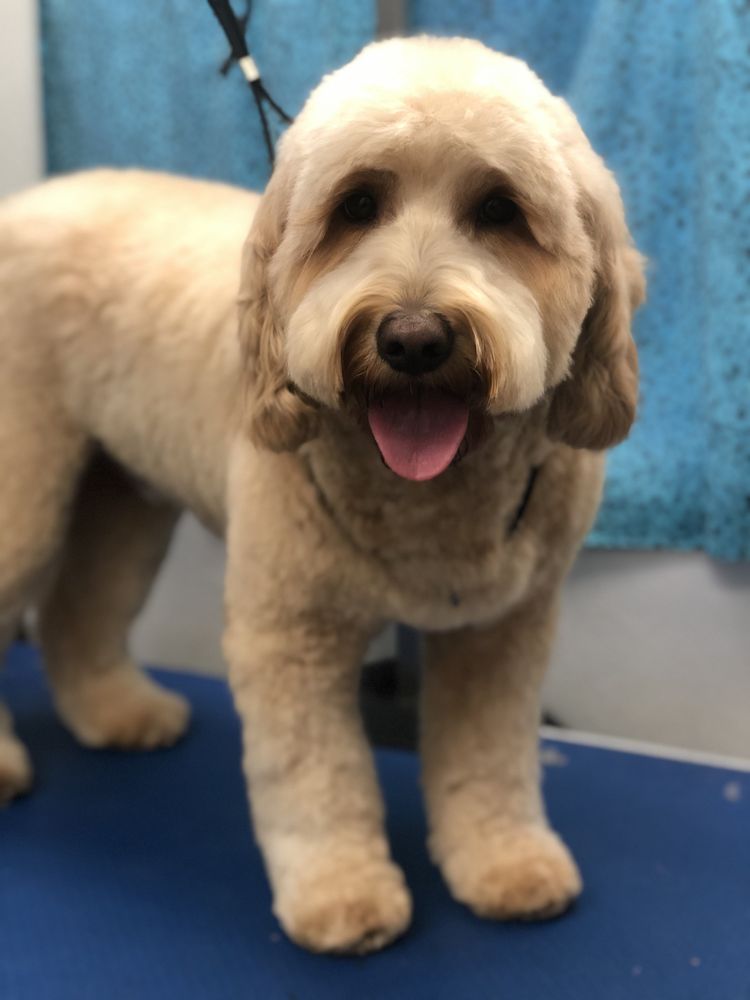 CRAFTED CANINES Updated July 2024 Marlboro Township, New Jersey Pet Groomers Phone