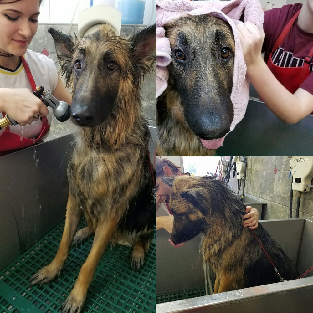 My German Shepherd usually doesn't like taking baths but he seemed to be at ease My German Shepherd usually doesn't like taking baths but he seemed to be at ease