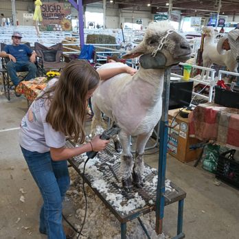 The Big E - Sheeps - Stadiums & Arenas Near Me - West Springfield, Massachusetts