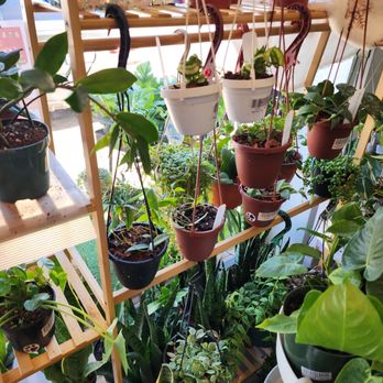 Pita's Planters - Gardeners Near Me - Dallas, Texas