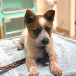 Ferndale Veterinary