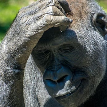Bronx Zoo - Almost human.  The gorillas are amazing to watch. - Zoos Near Me - Bronx, New York