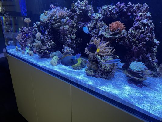 LAX Aquarium by null