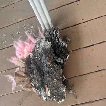 Terminix - One piece of massive nest - Pest Control Near Me - Olyphant, Pennsylvania