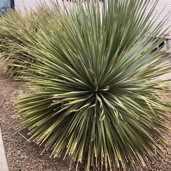 Pilot Travel Center - a yucca plant in the foreground - Gas Stations Near Me - Anthony, Texas Pilot Travel Center - a yucca plant in the foreground - Gas Stations Near Me - Anthony, Texas