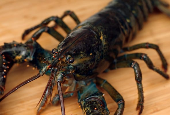 Dirk's Fish & Gourmet Shop by null