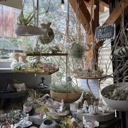 Half Moon Bay Lavender - Air plants in the front