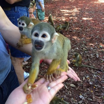 Monkey Jungle - Squirrel monkeys! - Zoos Near Me - Miami, Florida
