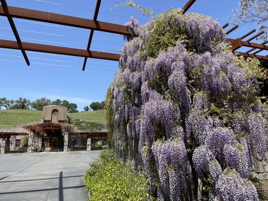 Robert Sinskey Vineyards by null