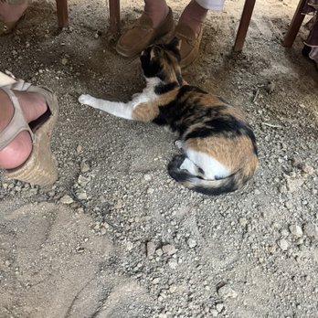 Fauna - A cat begging for food - Vegetarian Near Me - Tijuana, BCN