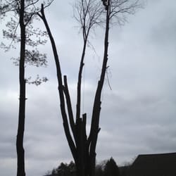 Benedict Tree & Stump Removal