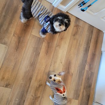 Lucky Pups Unlimited - Chi-chi and Coco showing off their stylish sweaters as they get ready to go for an evening walk. - Pet Sitting Near Me Lucky Pups Unlimited - Chi-chi and Coco showing off their stylish sweaters as they get ready to go for an evening walk. - Pet Sitting Near Me