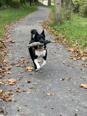 Lucky Dog Animal Rescue by null