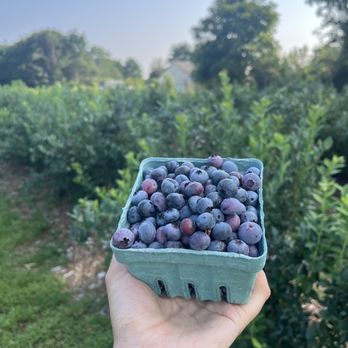 Ward's Berry Farm - blueberries - Delis Near Me - Sharon, Massachusetts