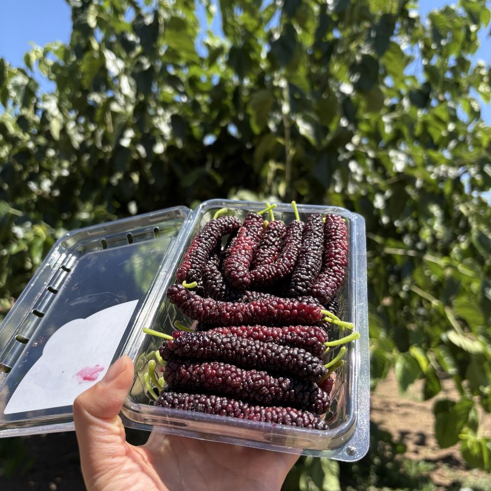 Very Mulberry - Pick Your Own Farms Near Me - Brentwood, California Very Mulberry - Pick Your Own Farms Near Me - Brentwood, California