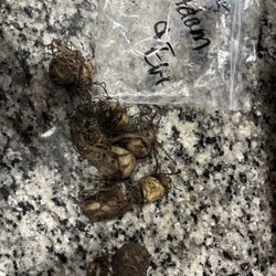 Native Wildflowers Nursery - Adam & Eve corms, 2 very healthy, 2 promising and 1 I'm unsure of