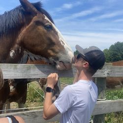 Sandy Acres Clydesdales