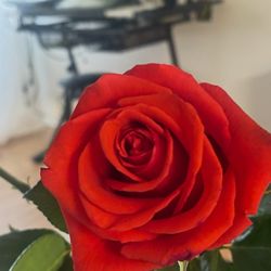 Flower Power Topanga - This is one of the roses 3 weeks into buying. My sister was shocked.