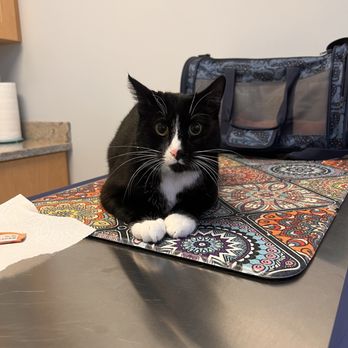 ARCHVET Emergency Hospital - Gustavo - Veterinarians Near Me - San Jose, California ARCHVET Emergency Hospital - Gustavo - Veterinarians Near Me - San Jose, California