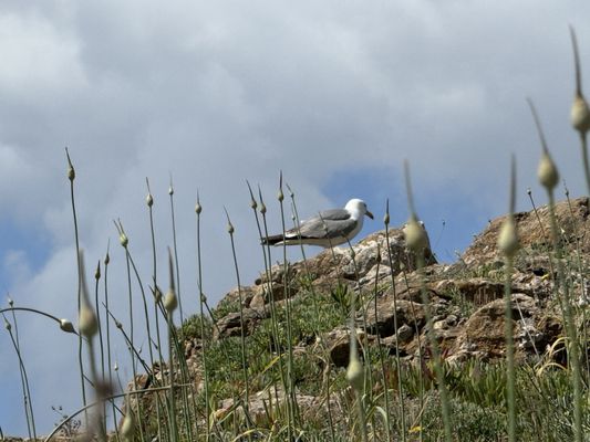 Boca do Inferno - Devil’s Mouth by null