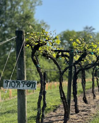 Tiger Mountain Vineyards & Wedding Venue by null