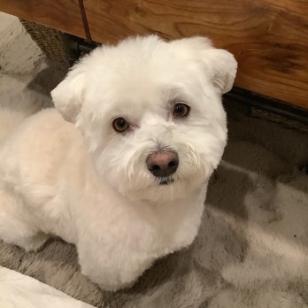Wagsmore Grooming - Pet Groomers Near Me - Sherwood Park, Alberta Wagsmore Grooming - Pet Groomers Near Me - Sherwood Park, Alberta