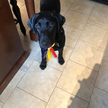 Healing Paws Training - Obedience training - Pet Training Near Me - West Linn, Oregon